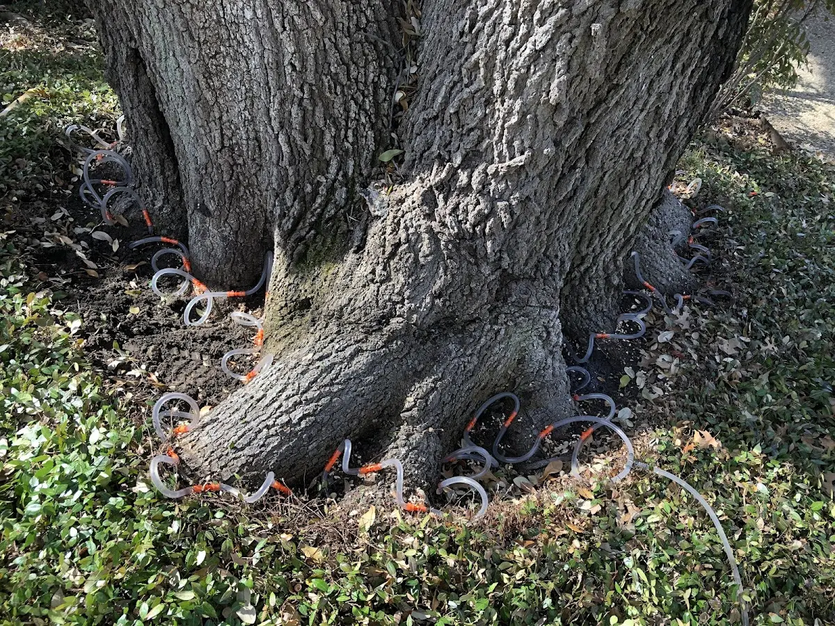 Detailed Tree Cabling and Bracing job site in Erin